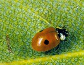 agricoltura biologica