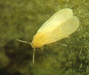 agricoltura biologica