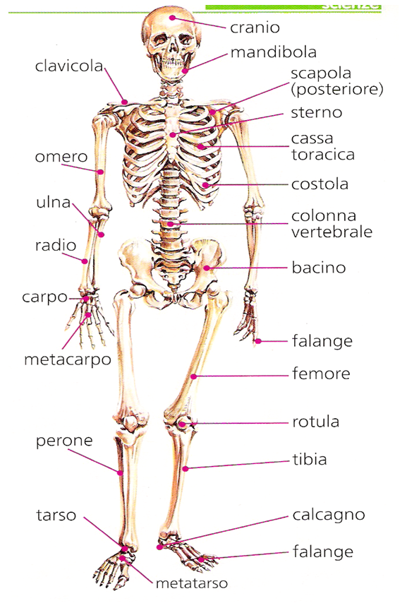 apparato-scheletrico-umano_clip_image008