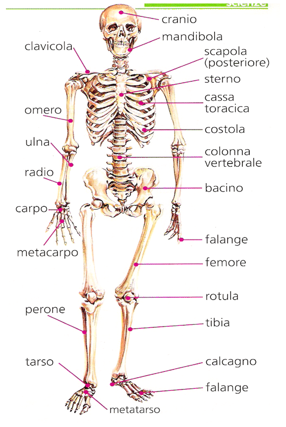 apparato scheletrico