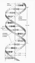 Appunti di Biologia