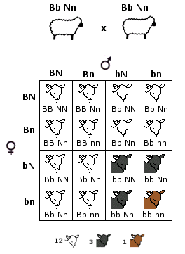 Esercizio epistasi dominante: colore mantello delle pecore