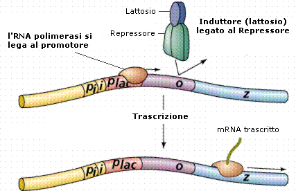 biologia appunti