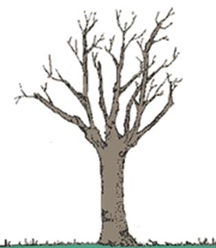 spuntatura