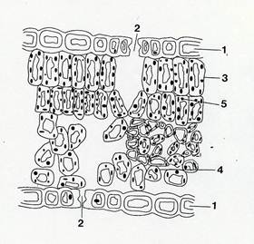 anatomia della foglia