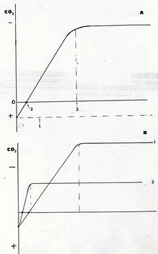 anatomia della foglia