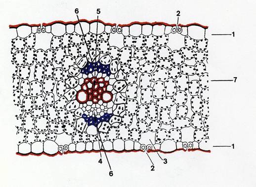 anatomia della foglia