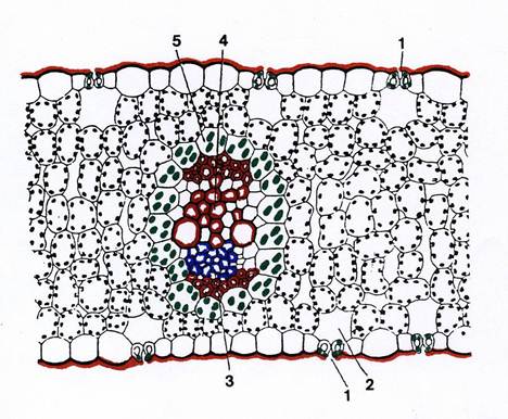 anatomia della foglia