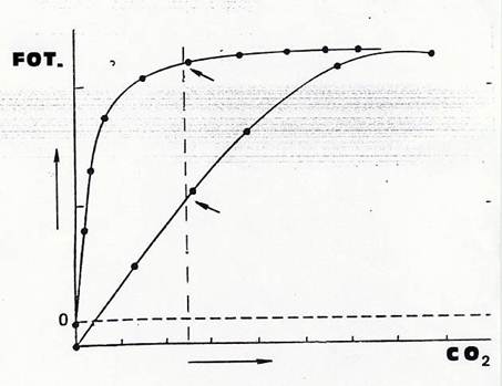 anatomia della foglia