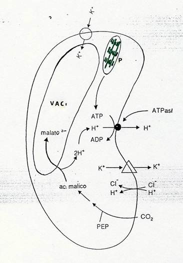 anatomia della foglia