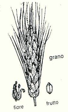 grano.jpg (20348 byte)