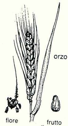 orzo.jpg (21744 byte)