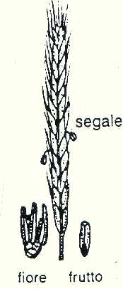 segale.jpg (9739 byte)