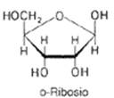 acidi nucleici