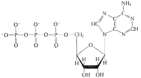 acidi nucleici