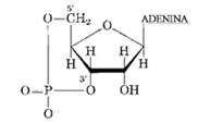 acidi nucleici