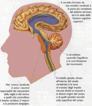 immagine sistema nervoso