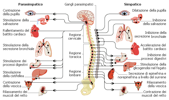 immagine sistema nervoso