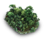 botanica