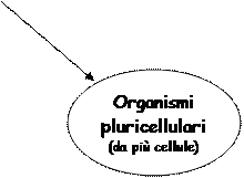 cellule