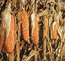 rivoluzione agricola
